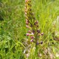 Découverte 2013 : l'orchis moustique.