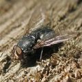 Calliphora vicina  ( mâle): mouche bleue, à viande