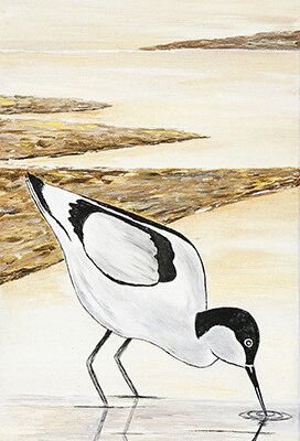 Avocette