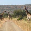Le parc Kruger en Afrique du sud livré à la famille Granger