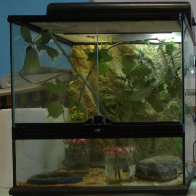 L'élevage en classe - Phyllium philippinicum