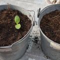 Des plants de bourrache se sont invités sur ma terrasse !