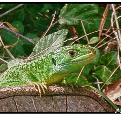 Le roi lézard