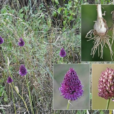 Ail à tête ronde (Amaryllidacée)