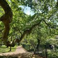 Maître galet sur un arbre perché