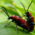 Petits prédateurs du jardin….Insecte ravageur!