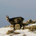 025 - Chamois