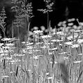 Blanc § noir, marguerites 