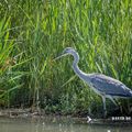 Héron cendré (Ardea cinerea - Grey Heron)