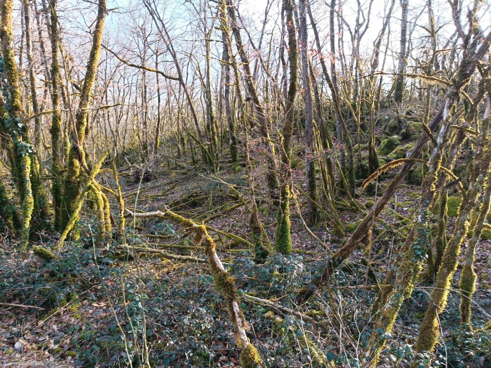 Balade autour des lacs de Chevelu (7)