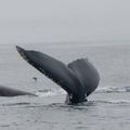 Chasse à la baleine : l’Australie attaque le Japon en justice