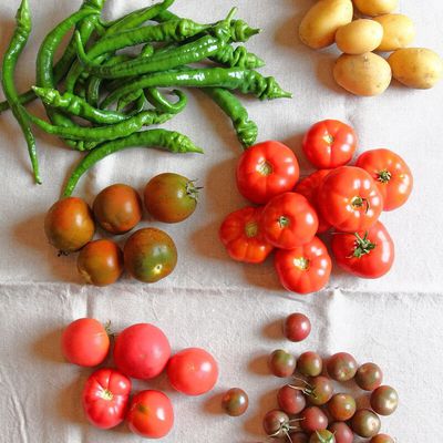 August tomatoes!