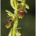 Ophrys d'Aymonin : Ophrys aymoninii