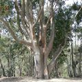 04 - Eucalyptus