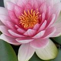 Nouvelle Lune du 30 octobre - L'éclosion du Lotus