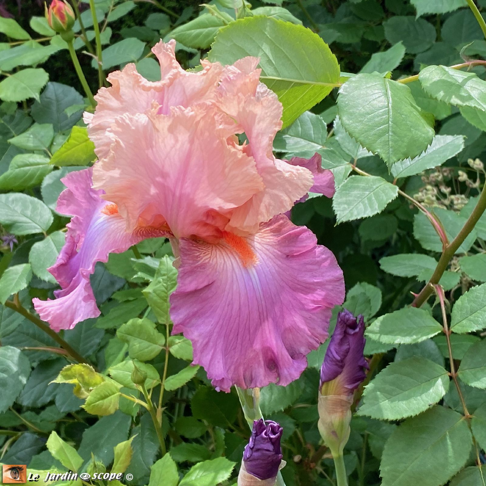 Iris Sweet Musette