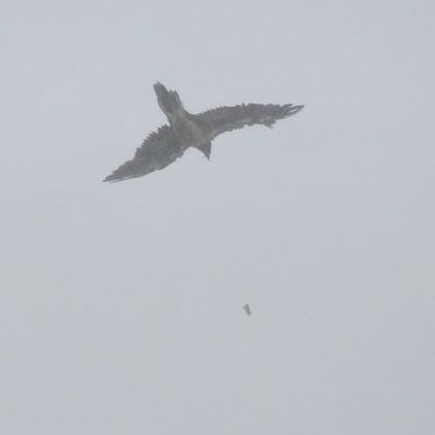 Assemblage osseux de l'abri protohistorique de la Baume du Houx