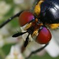 Mouche Coccinelle (Gymnosoma sp.)