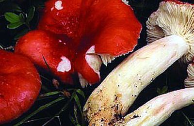 Russula clusii vs. suecica