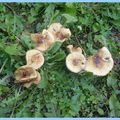Dans la cour:découverte de champignons!!!