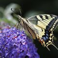 La star incontestée des papillons du jardin