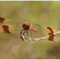   Sympétrum du Piémont mâle (Sympetrum pedemontanum)