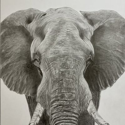 203 - Éléphant d’Afrique