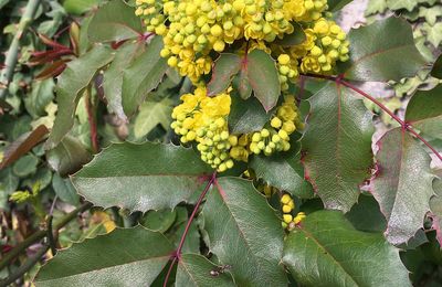 Le mahonia aquifolium, un arbuste toutes saisons...