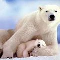 l'ours blanc