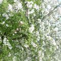 Le printemps dans le Médoc