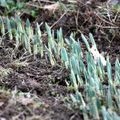 Jonquilles ou Narcisses