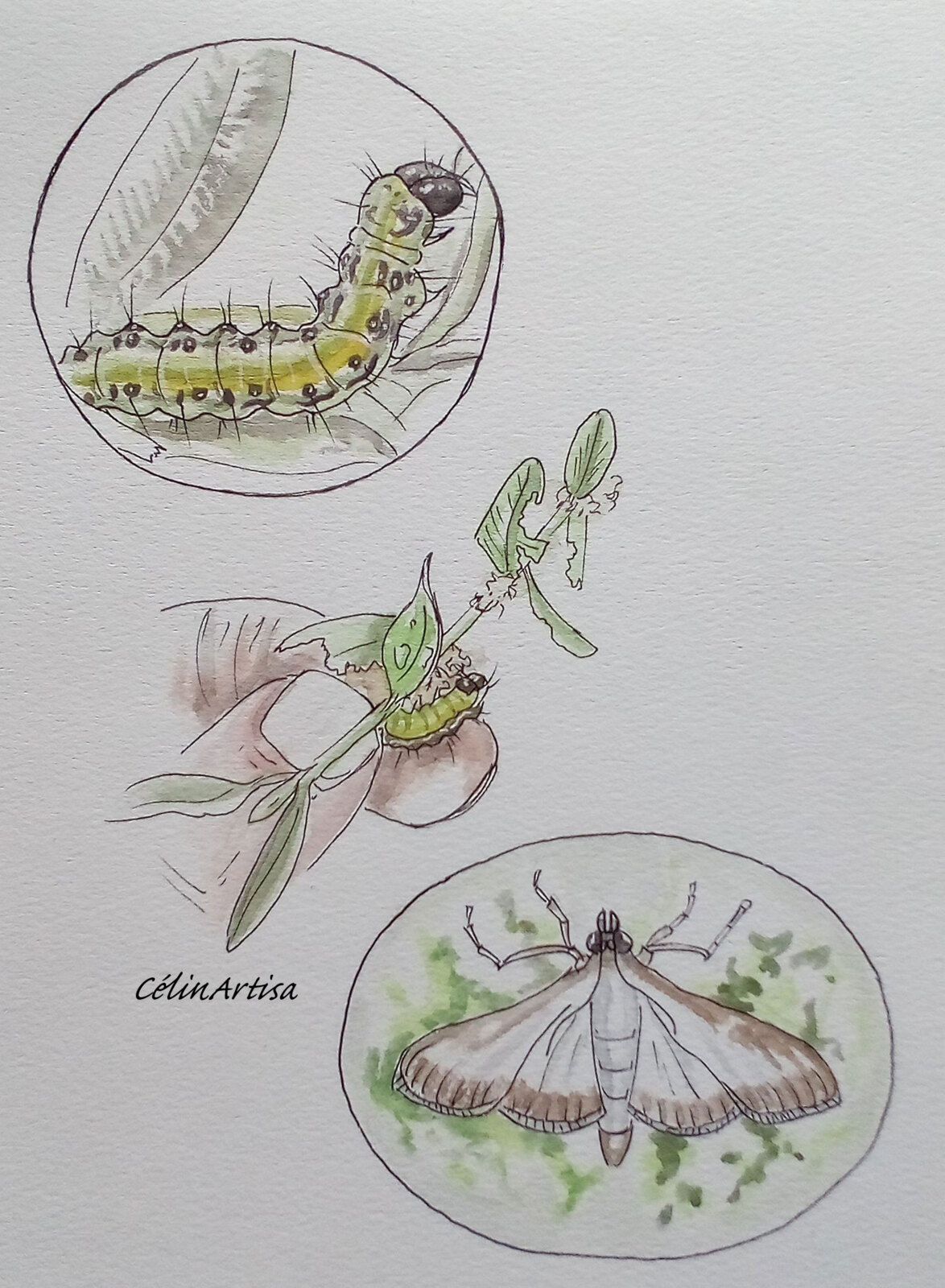 illustration "chenille & papillon pyrale du buis"