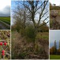 Couleurs d'automne