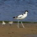 AVES - AVOCETTE - Recurvirostra Avocetta 