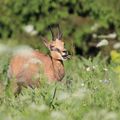 Chamois de ce matin, c'est mieux quand il y a du soleil!!!