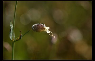 Fleurs...