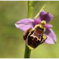 Ophrys du Grésivaudan : Ophrys gresivaudanica