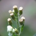 La nature vue en macro