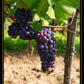 Grappes de raisin sur pied de vigne Les vendanges