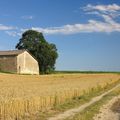 Au détour d'un champ de blé