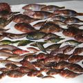 Soupe de poissons méditerranéenne