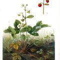 La fraise des bois. Le parfum de la beauté. 10 siècles av. J.C.