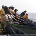 Rareté des ressources halieutiques  et prises de risques accrus chez les pêcheurs de Kafountine.
