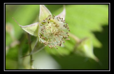 Une fleur donnera un fruit