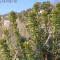 Euphorbe characias