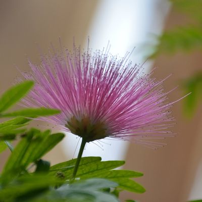 Le début à Sheffield