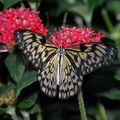Papillons en Liberté, Jardin Botanique de Montréal