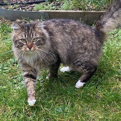 Ce 8 août, c'est la Journée mondiale du Chat