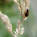 Petit Coléoptère hirsute : la Labrie hérissée (Labria hirta)