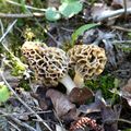 Morilles distantes...